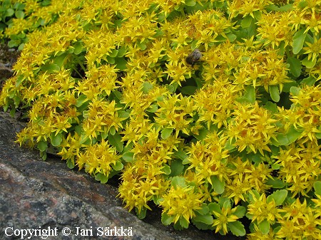 Sedum kamtschaticum var. ellacombianum, pskynmaksaruoho